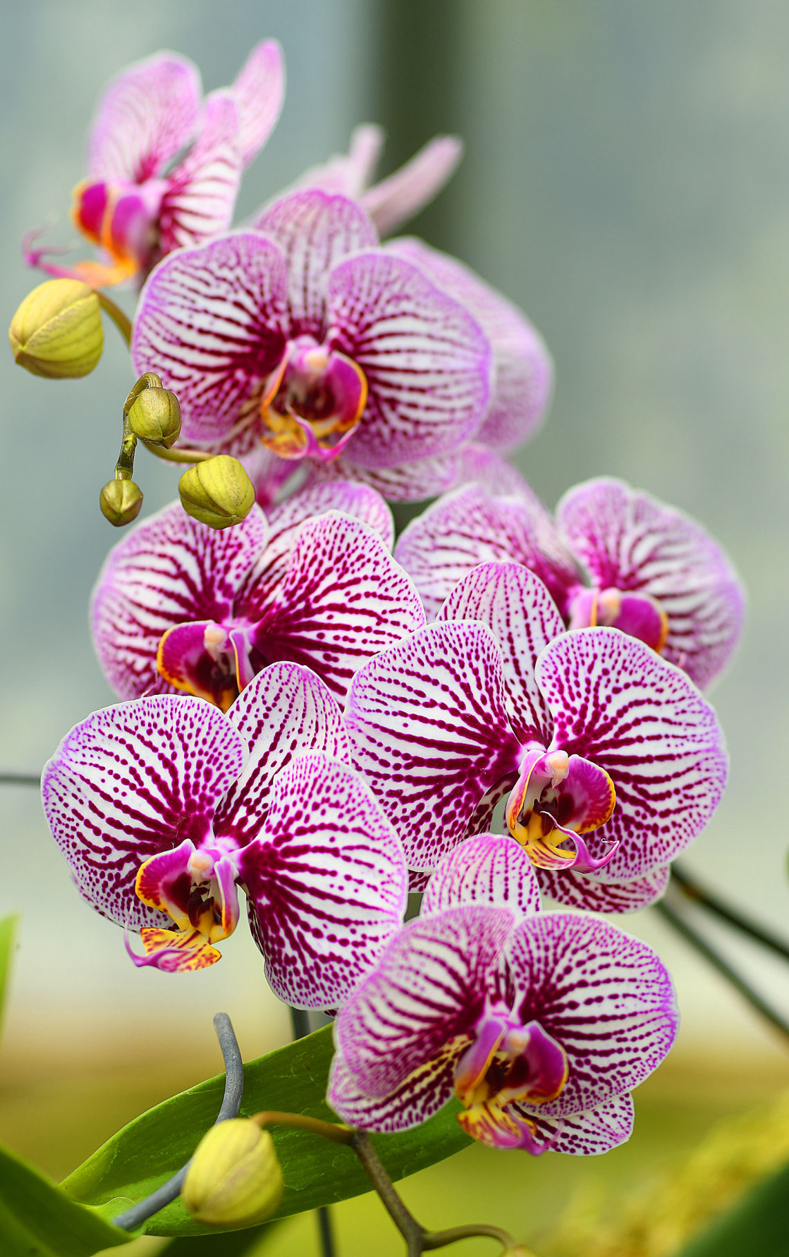 Orchids 2.jpg